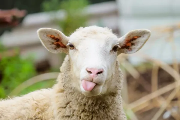 Viande de mouton et antibiotique Shotapen: rumeur ou véritable risque sanitaire?